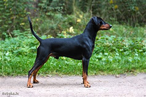 Средний Пинчер Фото – Telegraph