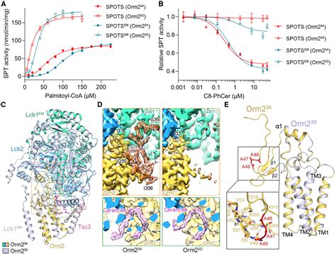 Collaborative Regulation Of Yeast Spt Orm Complex By Phosphorylation