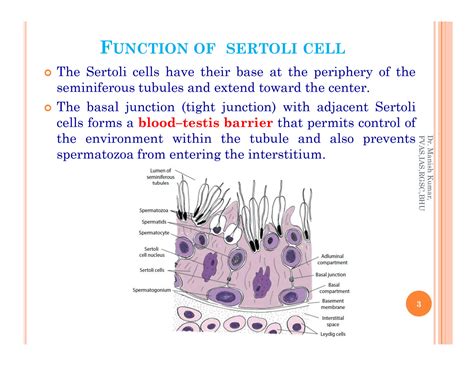 Solution Function Of Sertoli Cell Leydig Cell Semen Composition