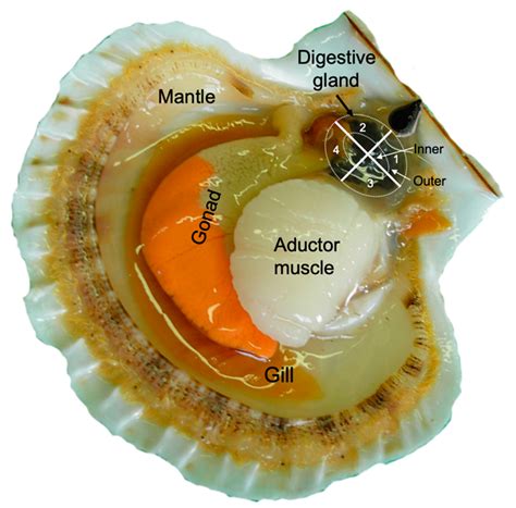 scallop anatomy