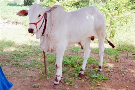 వ్యవసాయం: Ongole cattle