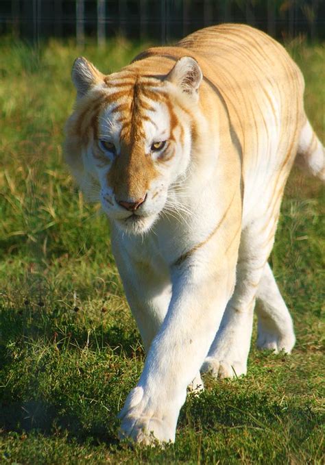 Golden Tabby Tiger Photograph by Brittney Powers - Fine Art America