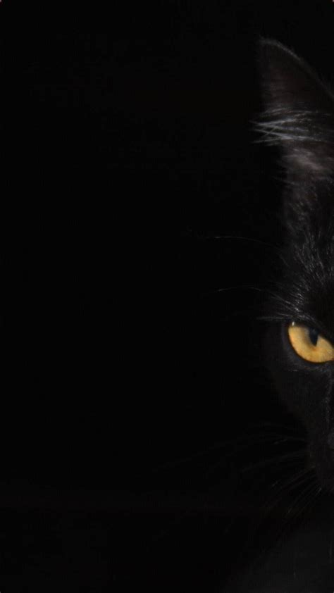 Black Cat Wallpapers 4k Hd Black Cat Backgrounds On Wallpaperbat