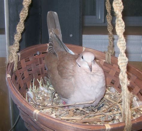 Jacob Boyd Aviaries: Caring for Ringneck Doves