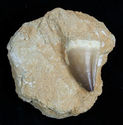 Large Mosasaurus Tooth In Matrix 1767 For Sale FossilEra