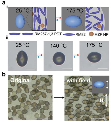 dually responsive microactuators   schematic illustration