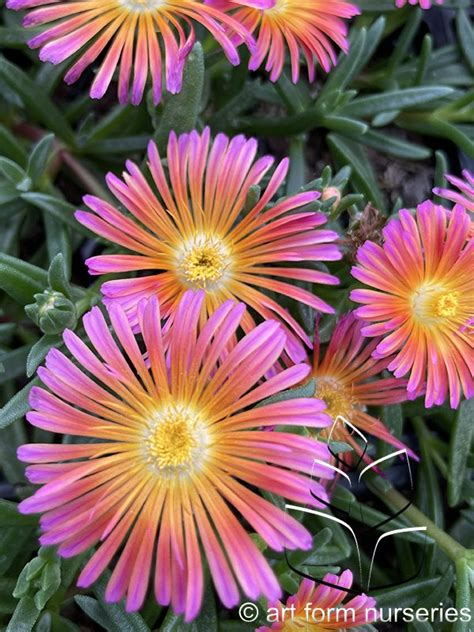 Delosperma Ocean Sunset Orange Glow — Art Form Nurseries