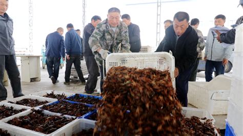 江西彭泽：龙虾丰收季 致富有奔头凤凰网江西凤凰网