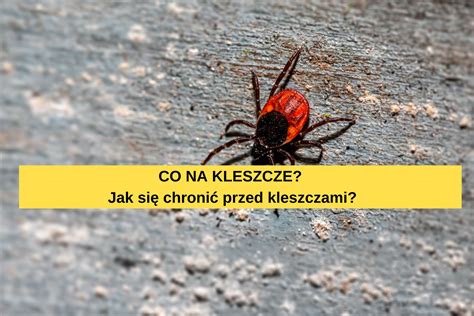 Co na kleszcze Jak się chronić przed kleszczami Dzieciństwo bez