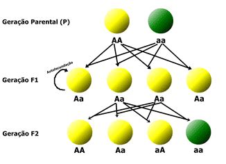 Leis de Mendel resumo sobre genética