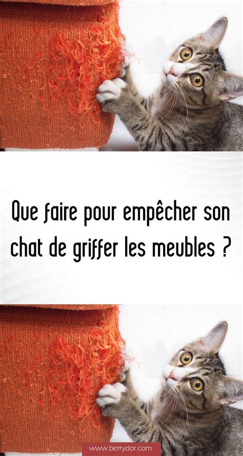 Que faire pour empêcher son chat de griffer les meubles Conseils