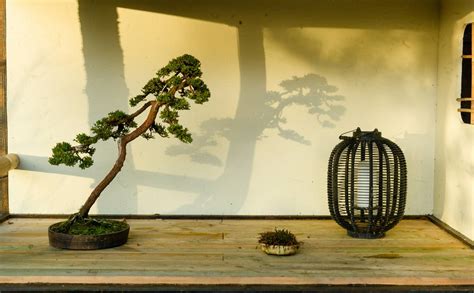 L1024824 Kisetsu En Shohin Bonsai Europe