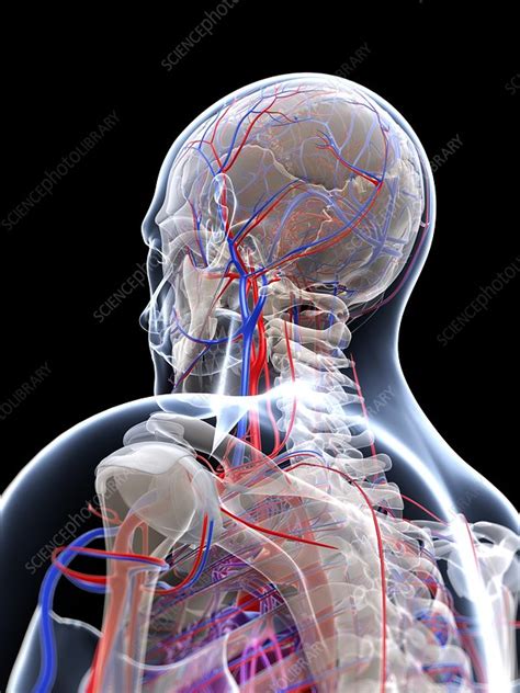 Male Vascular System Artwork Stock Image F005 6569 Science Photo