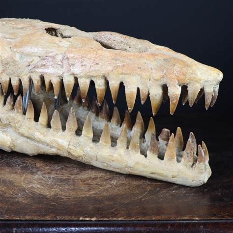 Cranio Fossile Mosasaurus