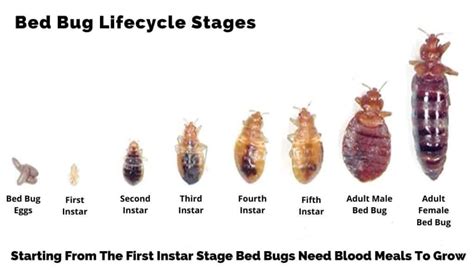 How Long Does It Take For A Bed Bug Infestation To Manifest