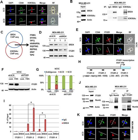 ITGB1 A BRD4 Target Regulates ACD A The Representative Images Of