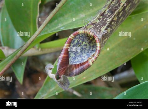 Carnivorous pitcher plant (Nepenthes sp.), photographed in Kinabalu Park, Malaysian Borneo Stock ...