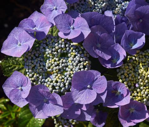 Hortensia Snoeien Hoe Snoei Ik Mijn Hydrangea Annabelle Paniculata