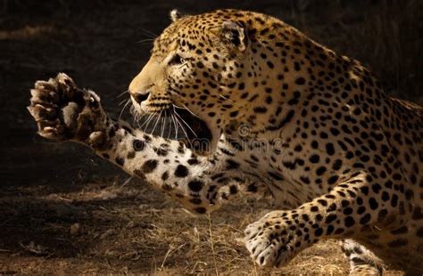 selective   angry leopard attacking  stock image image