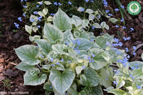 Brunnera Wielkolistna Variegata Uprawa Wymagania Sadzenie