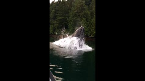 Ils Vont Assister Au Festin D Une Baleine Qui Saute Hors De L Eau Pour