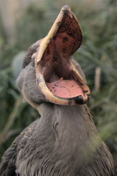 98 best images about Shoebill on Pinterest | Posts, Shoebill and Africa