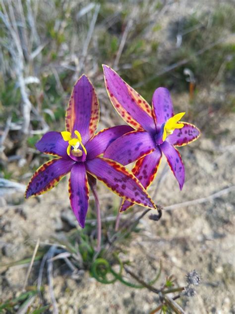 plantfiles pictures species orchid thelymitra eastern queen  sheba