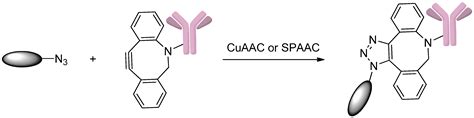 Ijms Free Full Text Methods To Design And Synthesize Antibody Drug