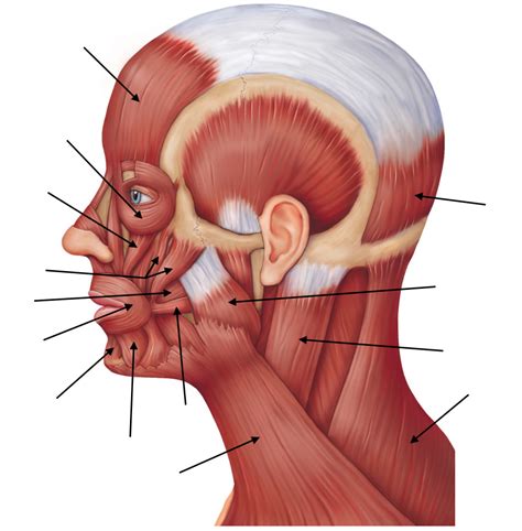 Chap 9 - Head Muscles Anatomy Diagram | Quizlet