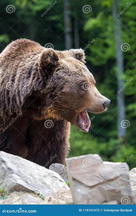 European Brown Bear in a Forest Landscape Stock Photo - Image of ...