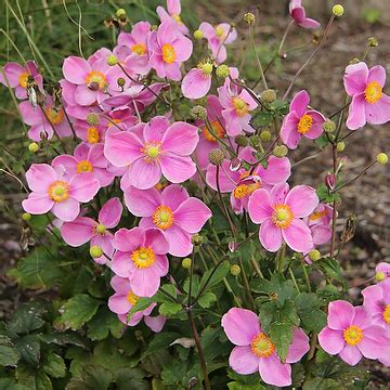 Anemone Hupehensis Fantasy Jasmine Ifanfj L H Stanemon W Ndels