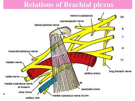 PPT Brachial Plexus PowerPoint Presentation ID 3026841