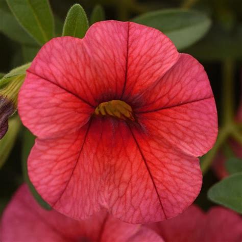 Kabloom™ Coral Calibrachoa