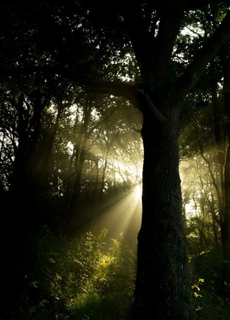 Free Images Tree Nature Forest Grass Light Cloud Sky Fog Mist