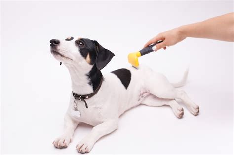 Premium Photo | Groomer brushing jack russell terrier at grooming salon.