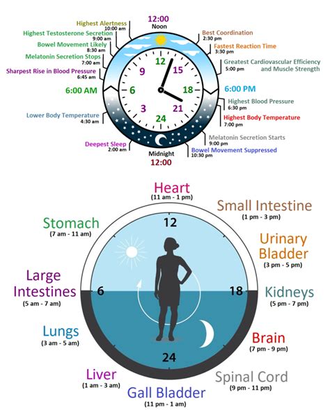 Secrets Of Biological Clock Or Body Clock Or Circadian Rhythms Ayurveda