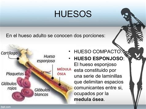 Hematopoyesis