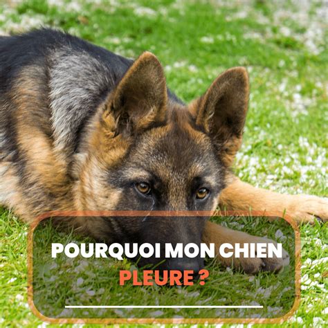 Les Chiens Peuvent Ils Manger Des Amandes Chien Conseils