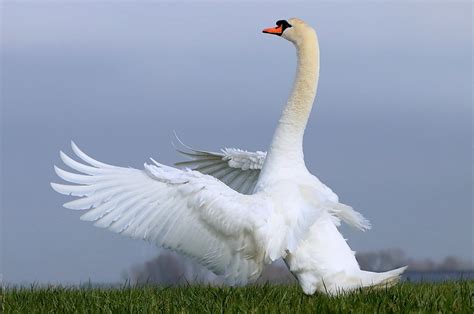 Silent Grace Knobbelzwaan Male Mute Swan Cygnus Olor Ger Bosma