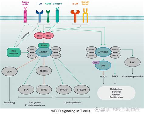 综述各类免疫代谢信号通路介绍 T细胞受体共刺激信号和细胞因子信号协调地支配触发T细胞激活和功能编程的特定信号网络了解免疫代谢信号网络的
