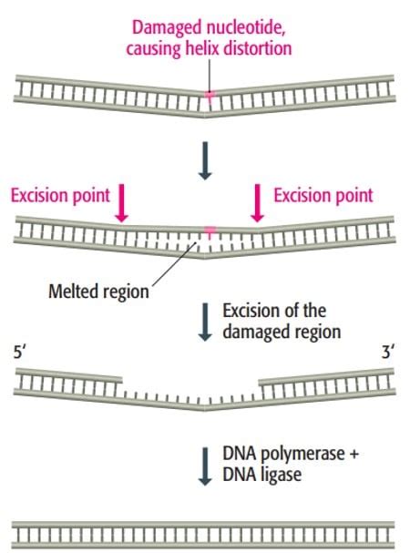 Dna Damage And Dna Repair Types And Mechanism