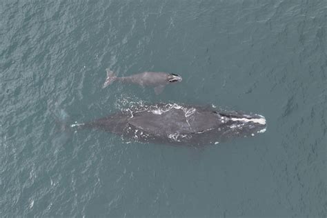 North Atlantic Right Whale Calving Season 2023 | NOAA Fisheries