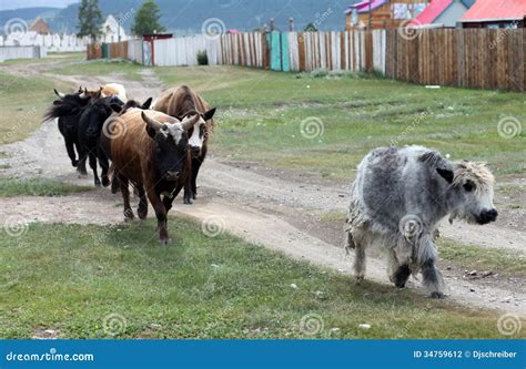 Mongolian Cattle Stock Photo Image Of Livestock Steppe 34759612