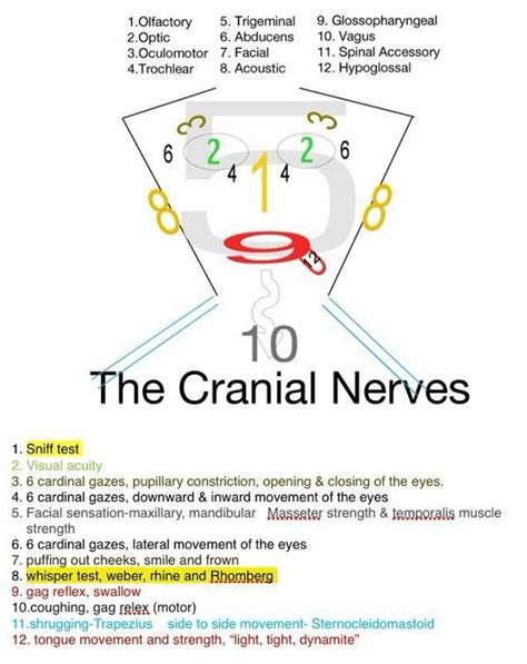 Post Number Medizzy Cranial Nerves Nursing School Notes