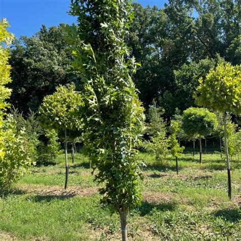 Quercus palustris Green Pillar Oszlopos mocsári tölgy Ökoplant