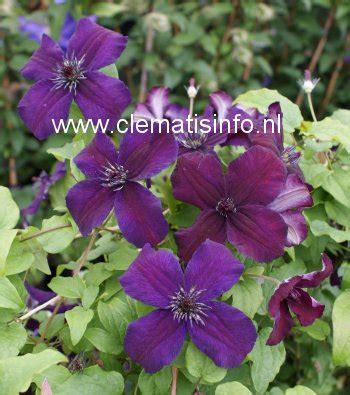 clematis dark eyes