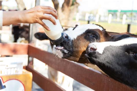 Baby Cow Feeding on Milk Bottle by Hand Women Stock Photo - Image of ...