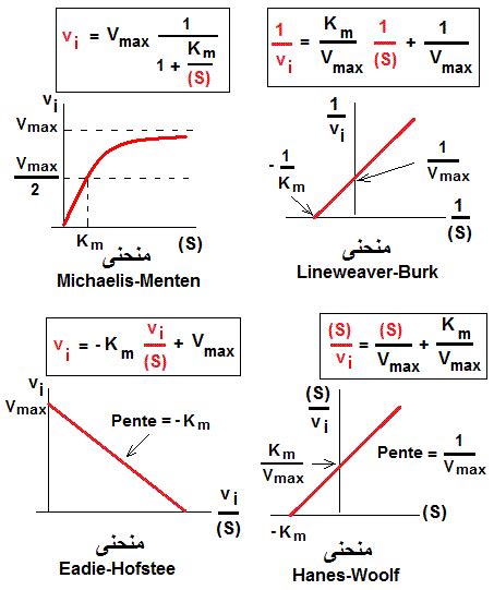 Ntroduire Imagen Calcul Activit Enzymatique Formule Fr