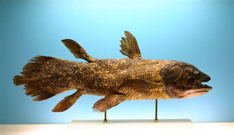 Coelacanth