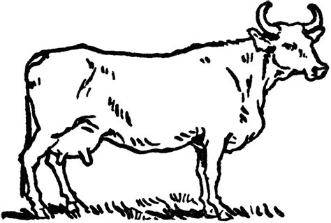 Free Outline Of A Cow, Download Free Outline Of A Cow png images, Free ...